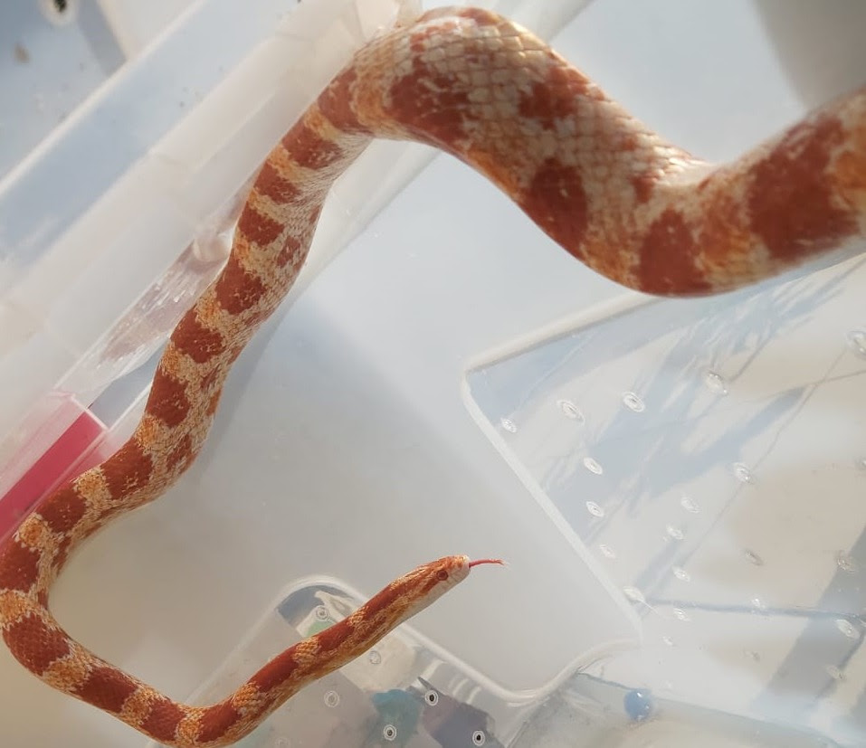 Polícia desarticula criadouro ilegal de cobras exóticas e animais silvestres na Paraíba