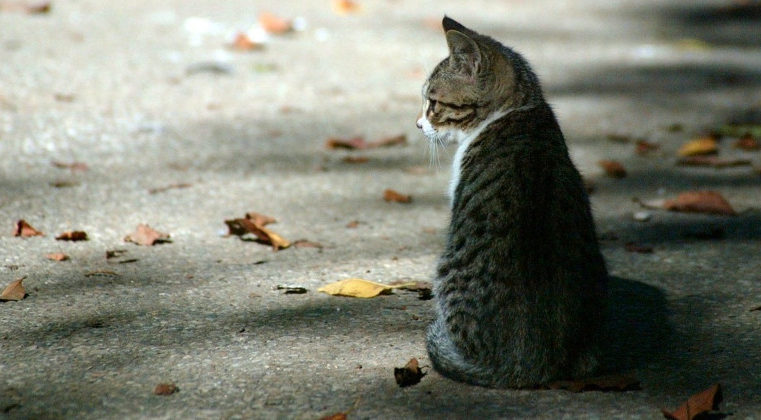 Polícia identifica mulher que jogou gato que foi atacado e morto por cão