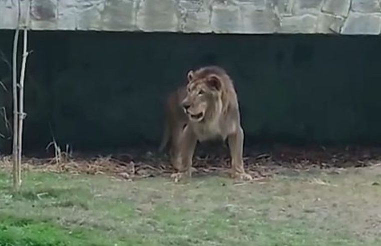 Leão Simba, do zoológico da Bica, morre em João Pessoa